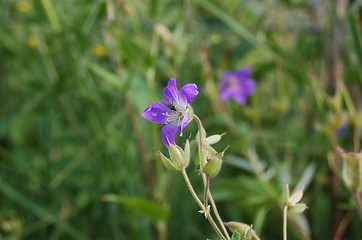 Image showing Flower 4