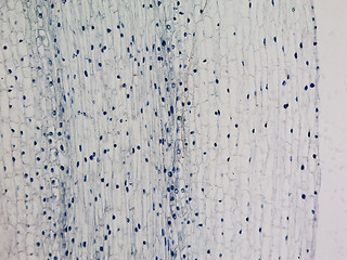Image showing Corn root tip micrograph