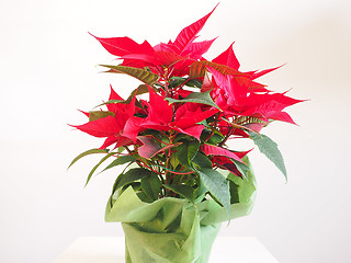 Image showing Poinsettia Christmas star