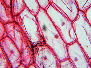 Image showing Onion epidermus micrograph