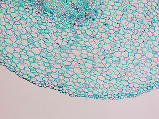 Image showing Vicia faba root micrograph