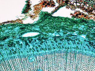 Image showing Pine Wood micrograph