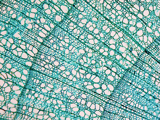 Image showing Tilia stem micrograph