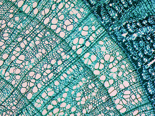 Image showing Tilia stem micrograph