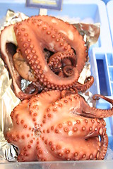 Image showing Octopus for sale