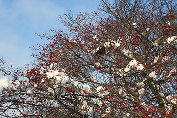 Image showing Rowan tree with fruit and birds