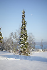 Image showing tree and snow