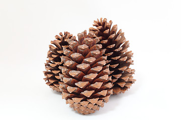 Image showing pine cones