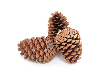 Image showing pine cones