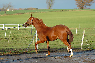 Image showing Horse