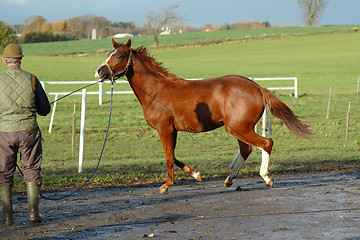 Image showing Man and horse