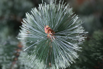 Image showing Christmas tree