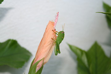 Image showing Grasshopper on Hibiscus flower