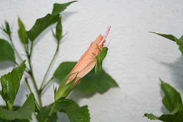 Image showing Grasshopper on Hibiscus flower