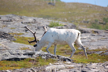 Image showing Reindeer 2