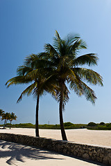 Image showing Palm trees along a beach walkway