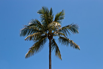 Image showing Palm tree against a blue sky