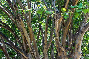 Image showing Healthy tropical trees