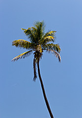 Image showing Tall palm tree against a blue sky