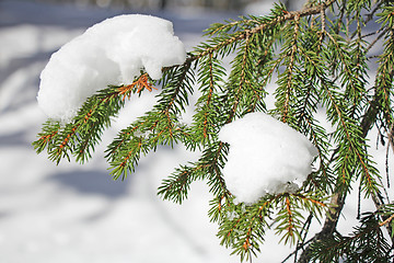 Image showing Frozen pine branches