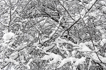 Image showing Snow covered trees