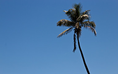 Image showing Tall palm tree against a blue sky