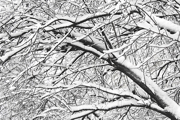 Image showing Snow covered branches trees