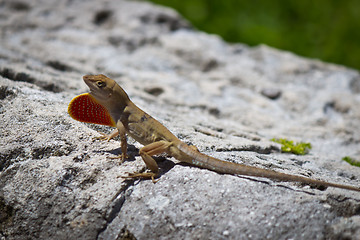 Image showing Brown Anole lizard displaying its dewlap