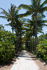 Image showing Walkway lined with palm trees