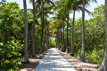Image showing Walkway lined with palm trees