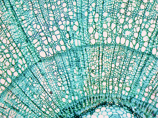 Image showing Tilia stem micrograph