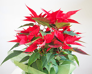 Image showing Poinsettia Christmas star