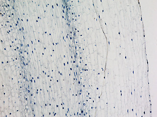 Image showing Corn root tip micrograph