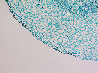 Image showing Vicia faba root micrograph