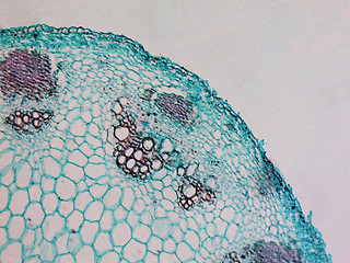 Image showing Heliansthus stem micrograph