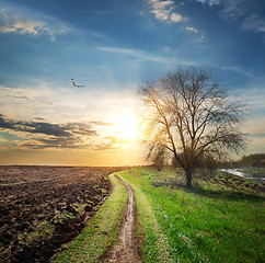 Image showing Plowed field and road