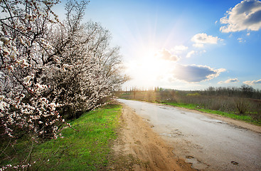 Image showing Tree by the road