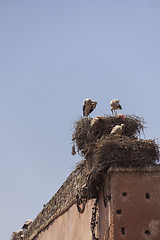 Image showing Storks nesting on a rooftop in Marrakesch