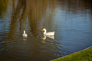 Image showing Tranquil park with a pond and wildflowers