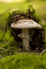 Image showing Wild amanita mushroom in a forest