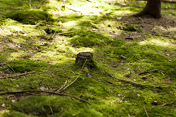 Image showing Sun shining through the green leaves on a tree