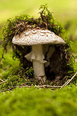 Image showing Wild amanita mushroom in a forest