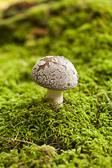 Image showing Wild amanita mushroom in a forest