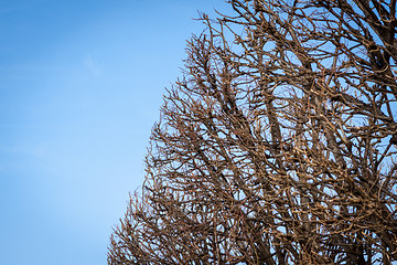 Image showing Tracery of leafless branches against a blue sky