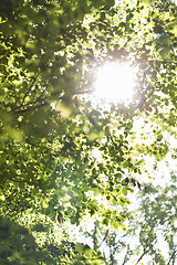 Image showing Sun shining through the green leaves on a tree