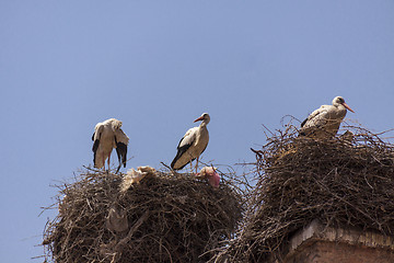 Image showing Storks nesting on a rooftop in Marrakesch