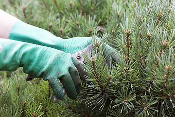 Image showing Close Up of Hands Trimming Grass with Clippers