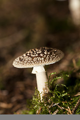 Image showing Wild amanita mushroom in a forest