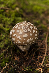 Image showing Wild amanita mushroom in a forest