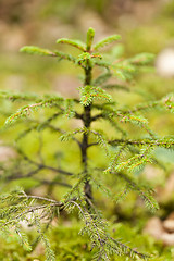 Image showing Sun shining through the green leaves on a tree